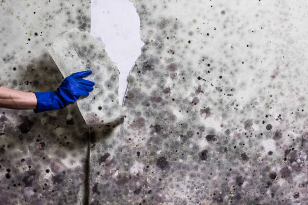 Best Mold Damage Repair  in Waterford, CA