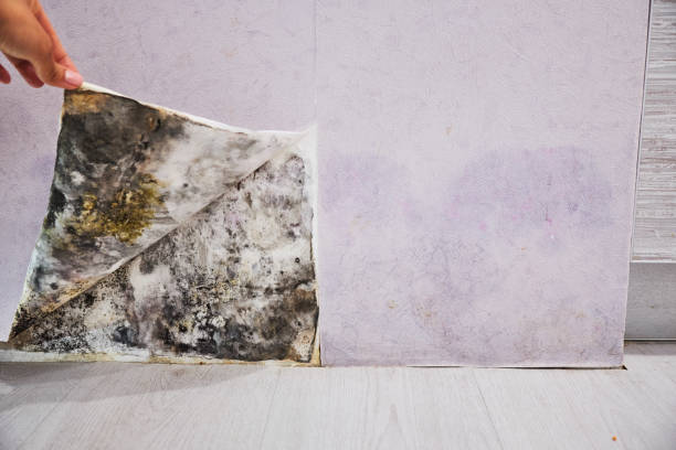 Best Crawl Space Mold Removal  in Waterford, CA
